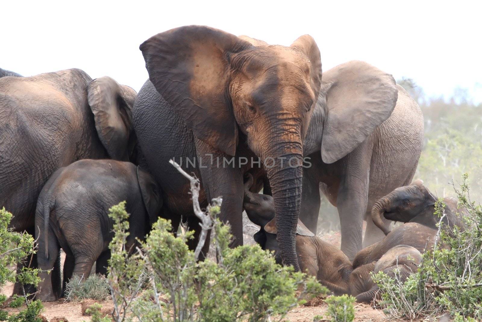 African elephants having a dust bath to protect against parasites