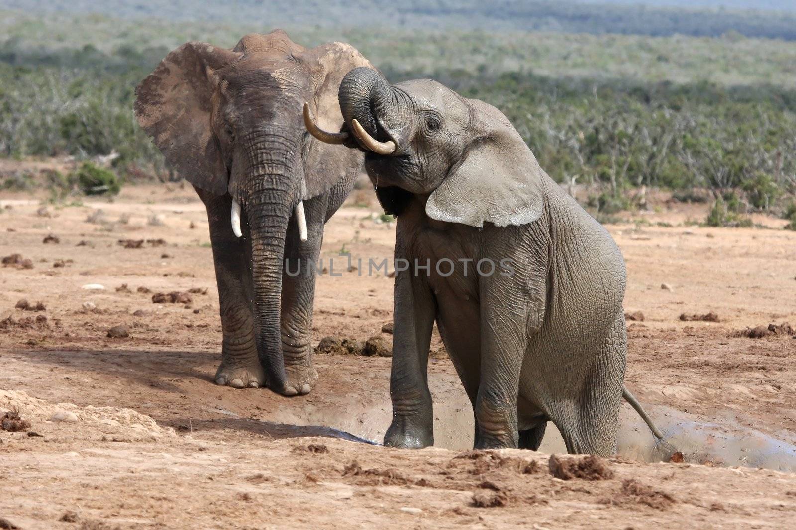 Two big muddy African elephants climbing out of a water hole