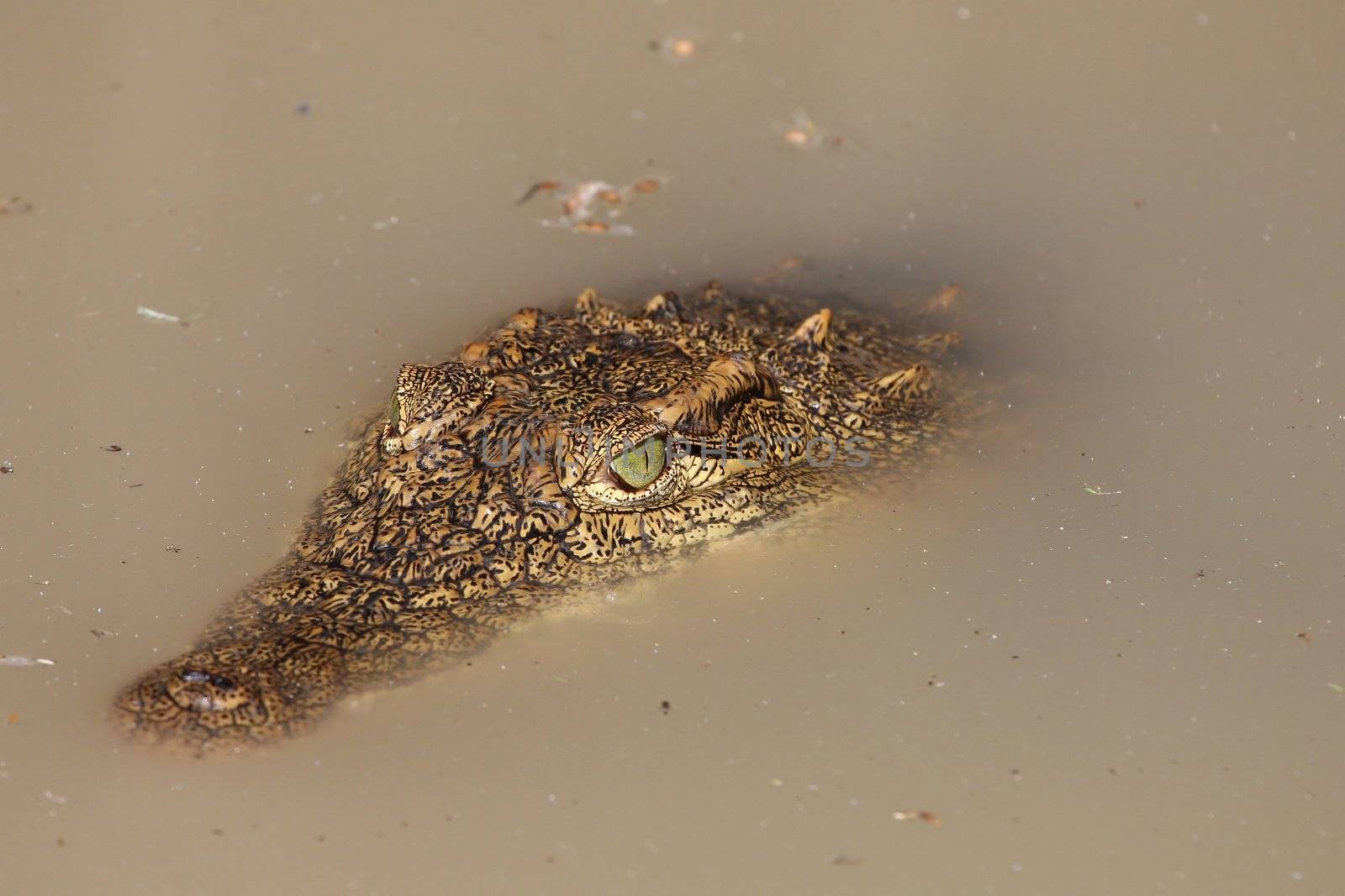 Crocodile in Water by fouroaks