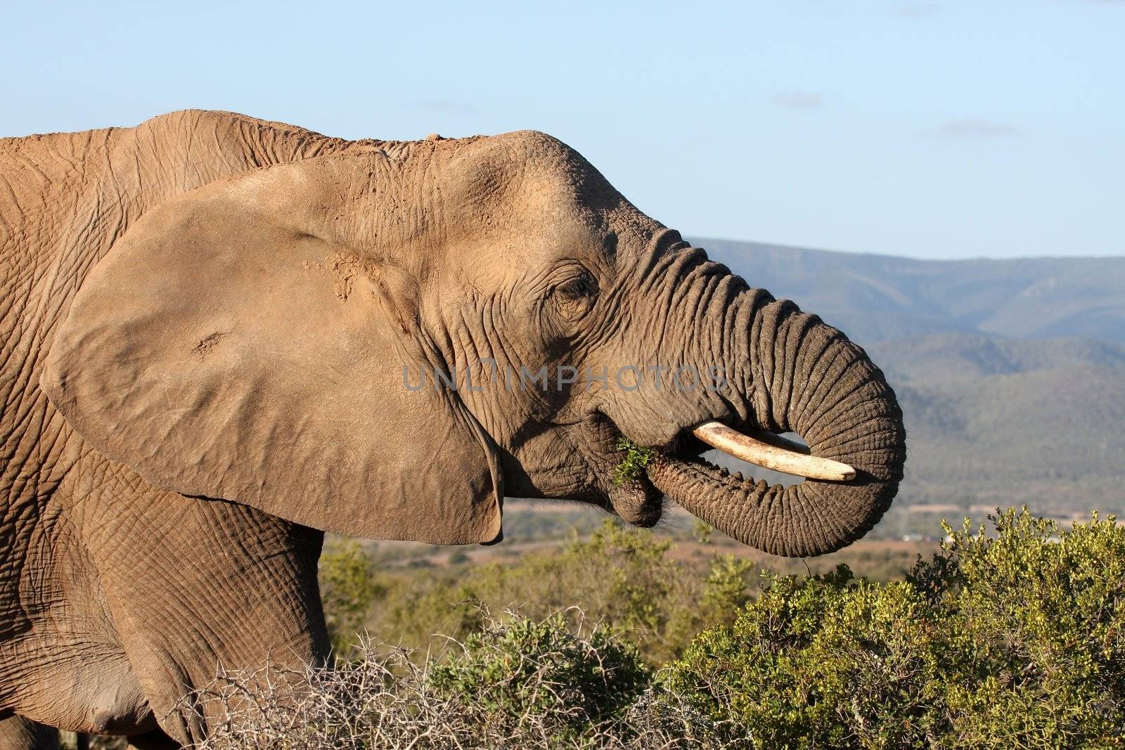 African Elephant Eating by fouroaks