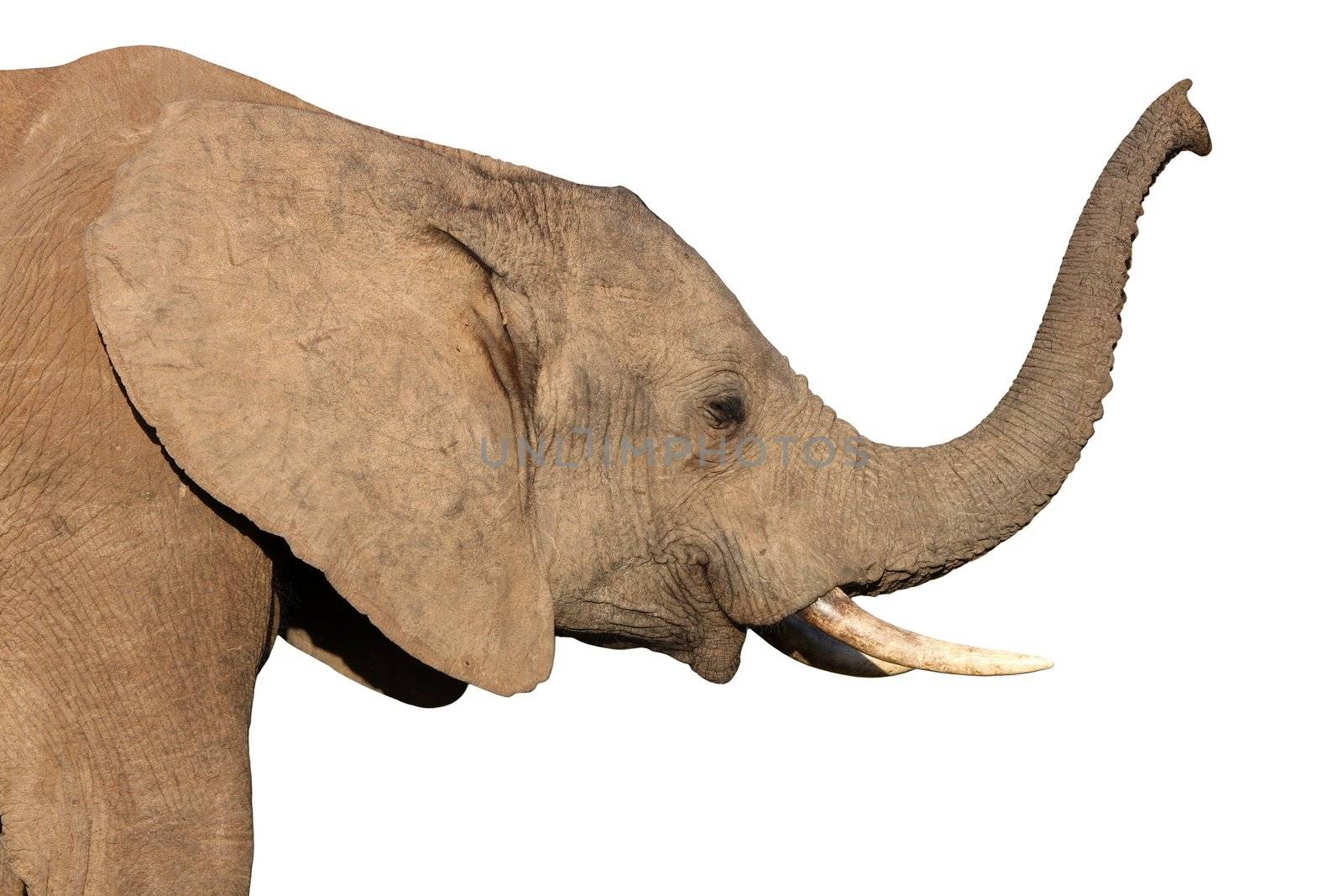 African elephant smelling the air with it's raised trunk