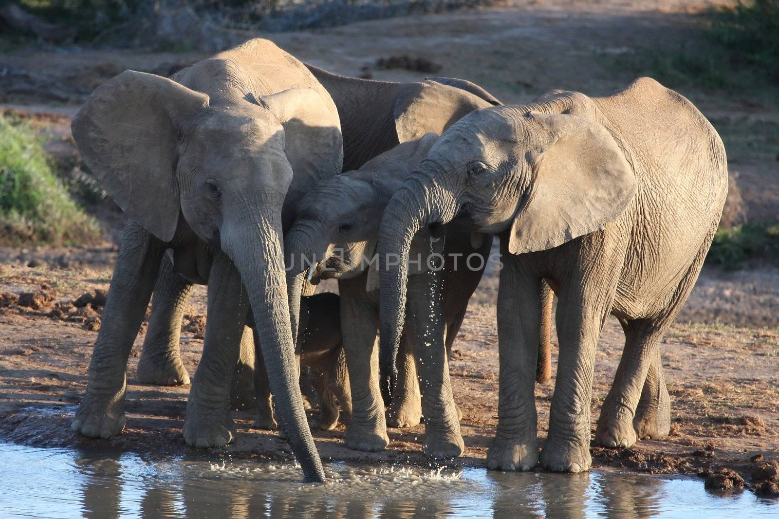 African elephant family group drinking at a water hole