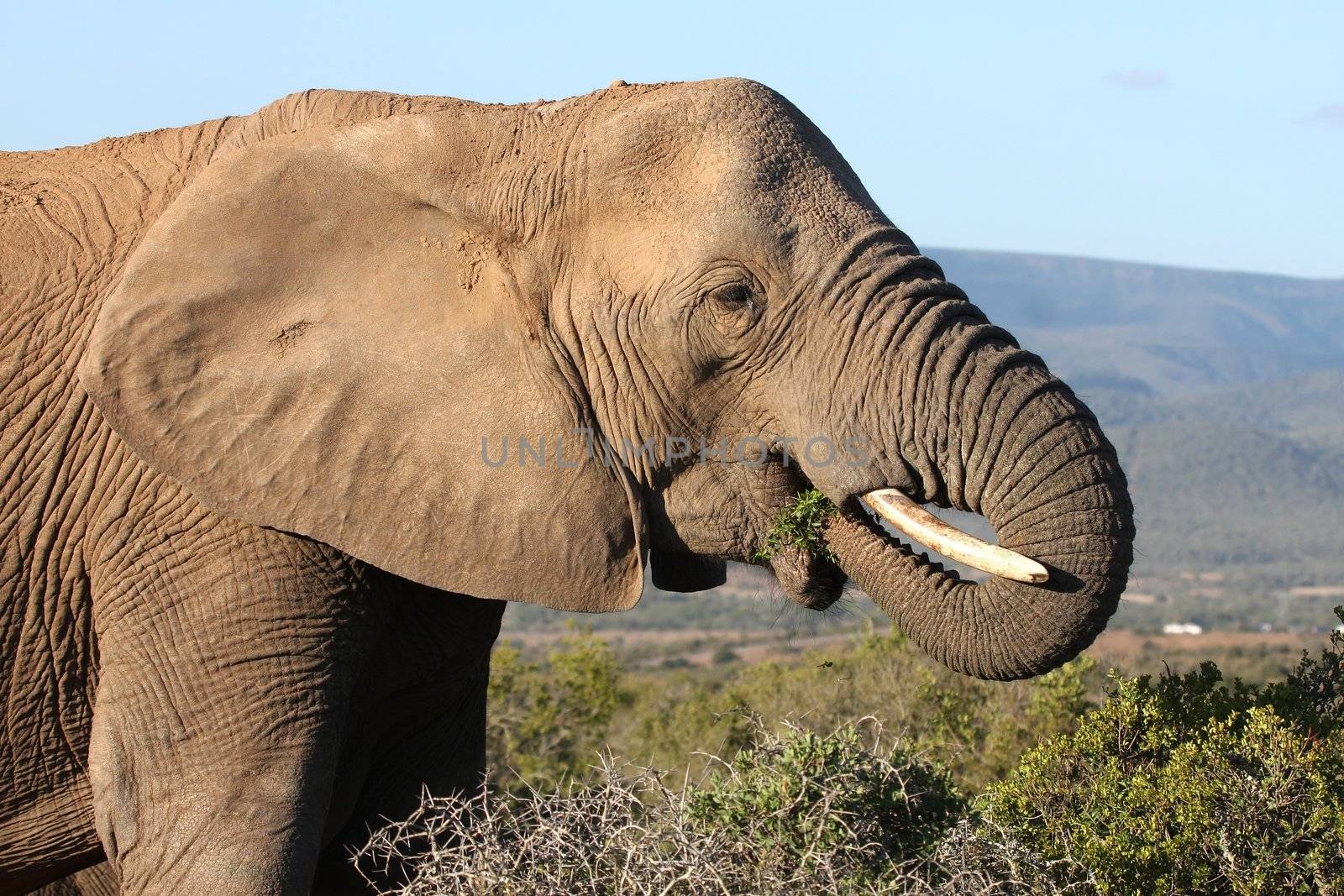 African elephant eating green leaves from a spekboom tree