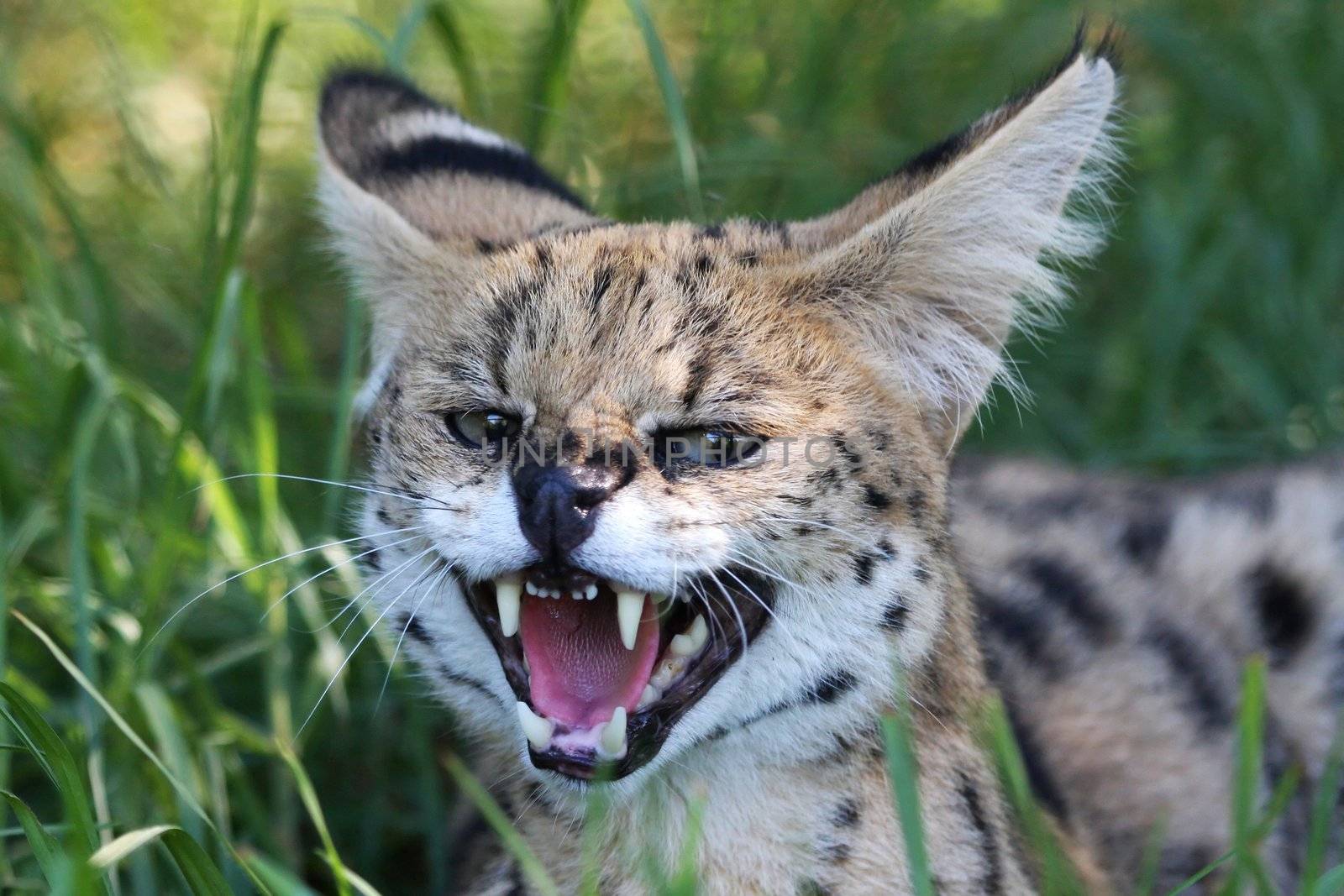 Snarling Serval wild cat with large teeth and pink tongue