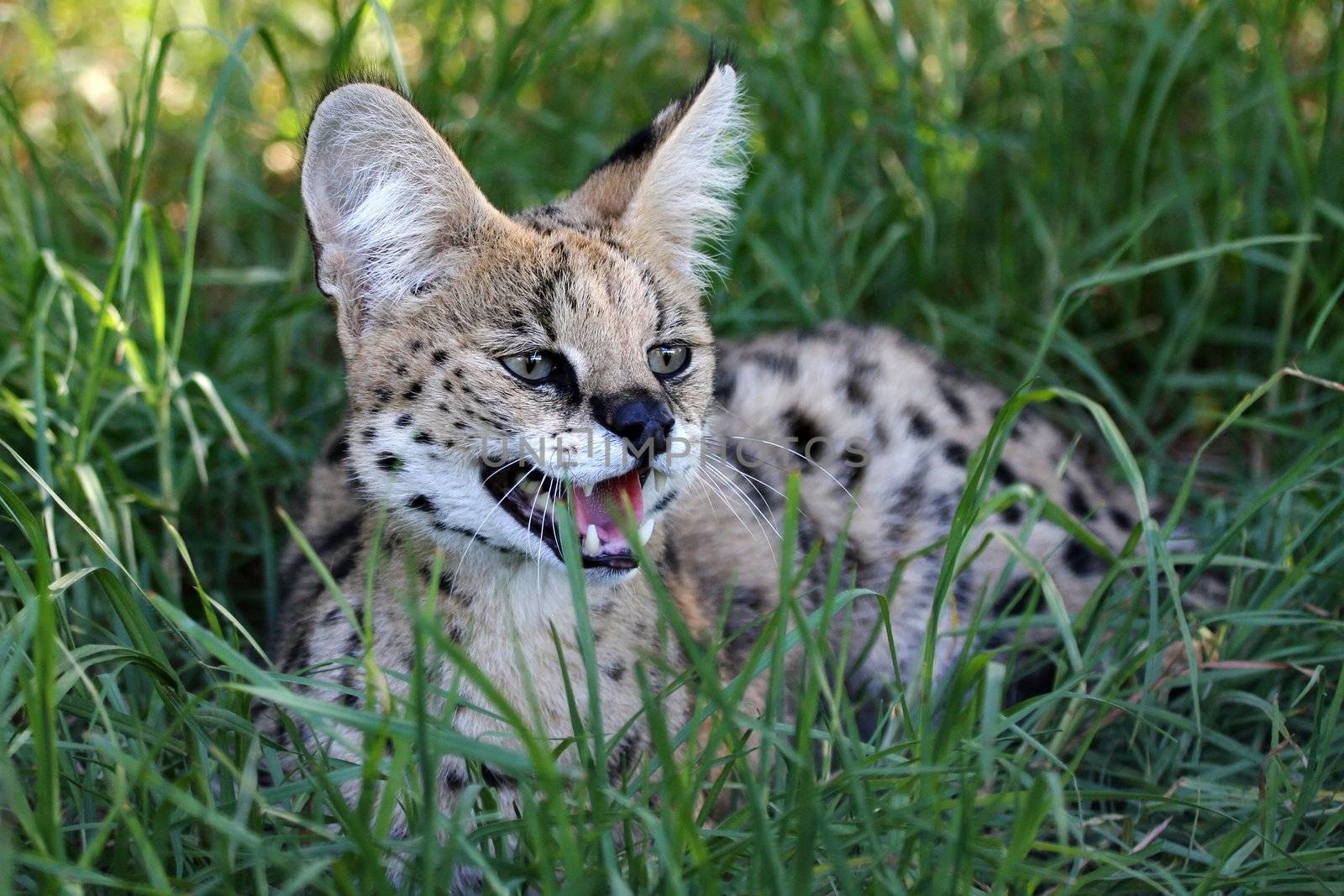 Snarling Serval wild cat with large teeth and pink tongue