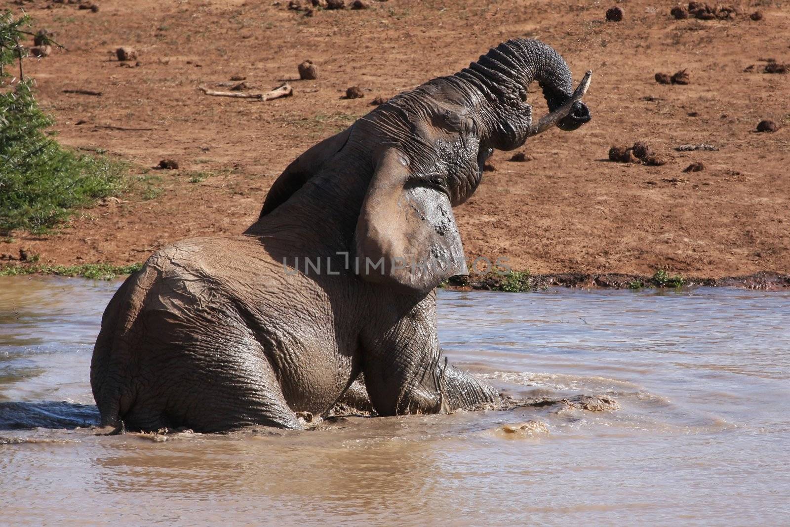 Large male African elephant cooling off in a muddy waterhole