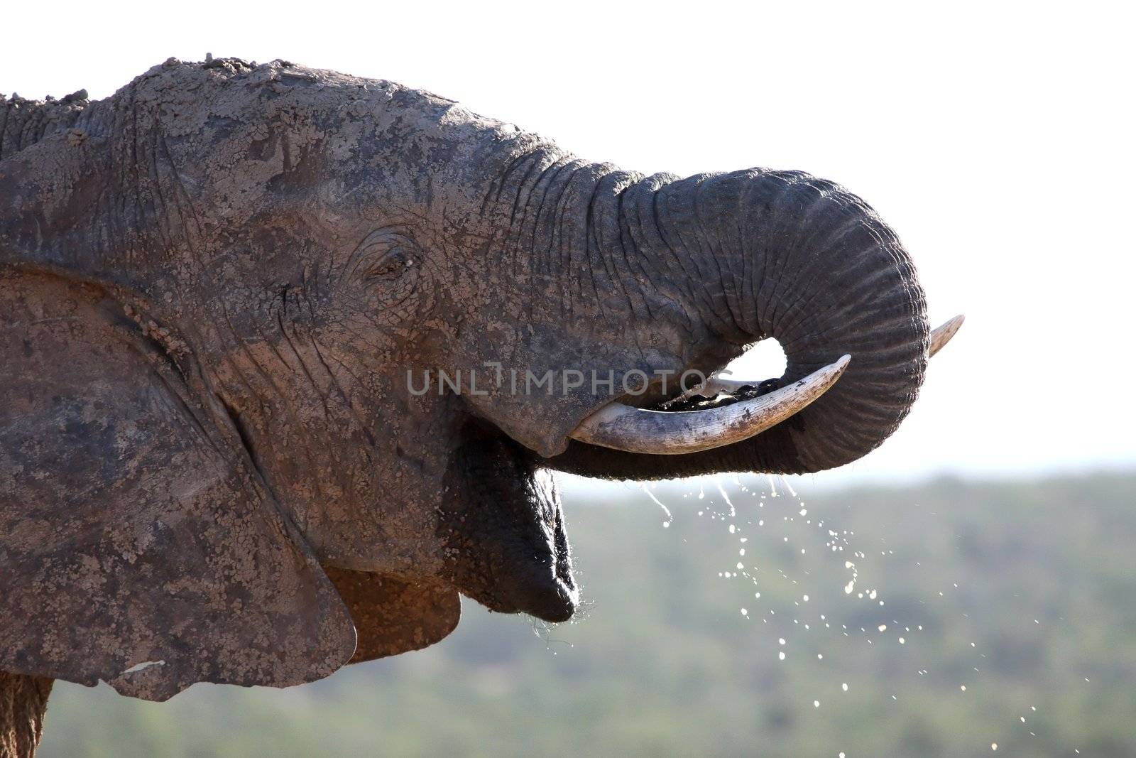 Backlit African elephant drinking water with trunk in open mouth