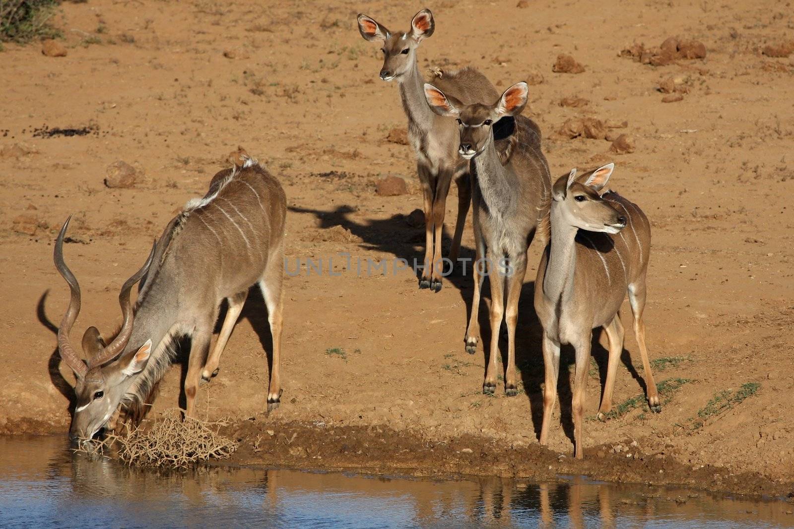 Male kudu antelope drinking water while females keep a watch