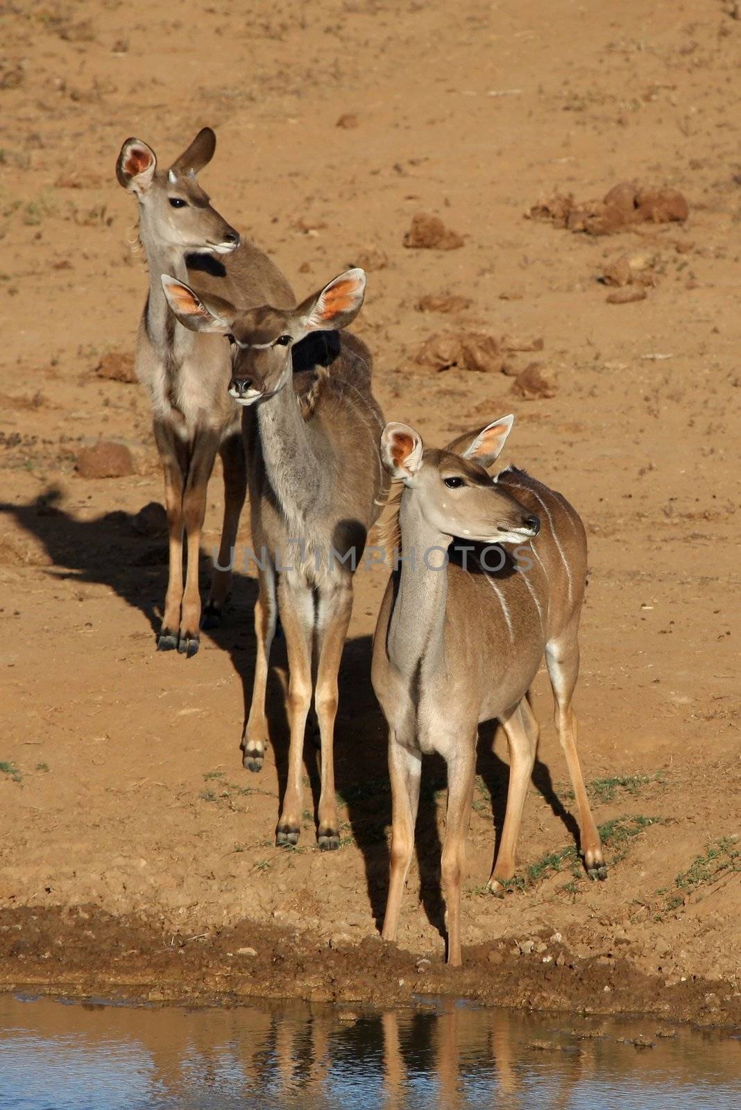 Three timid kudu antelope waiting to drink at a waterhole