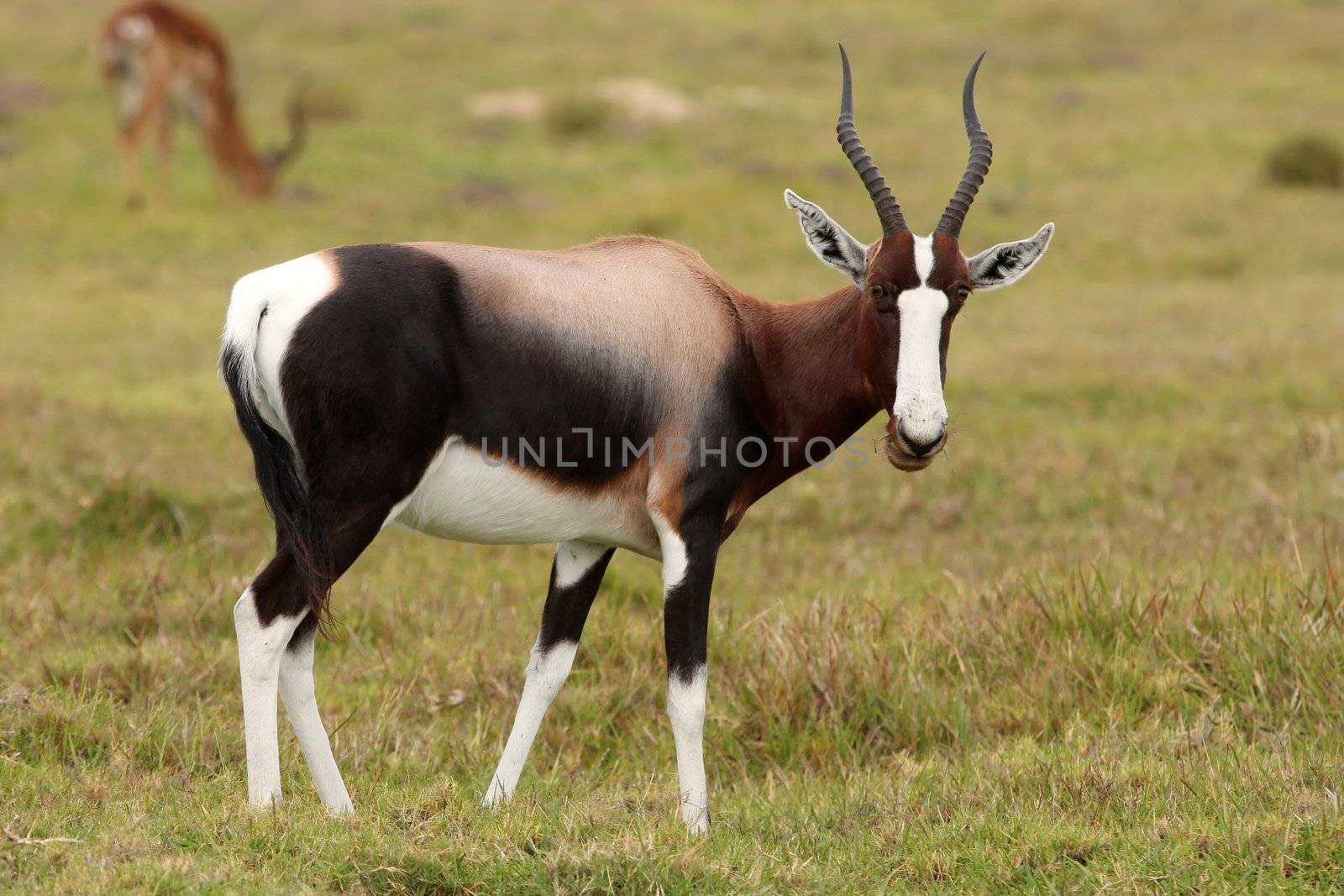 Striking brown and white Bontebok antelope from South Africa