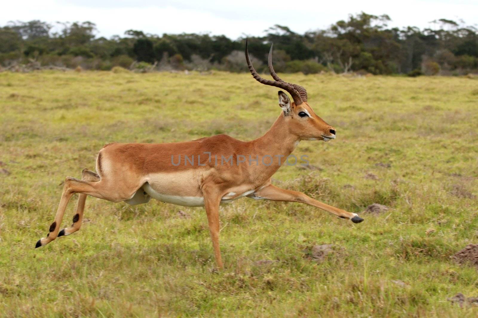Impala male antelope running fast over the African grassland