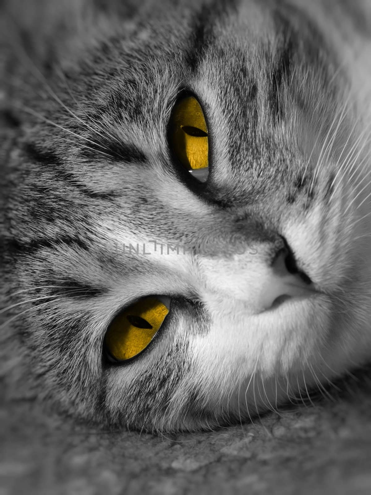 Cat portrait by whitechild