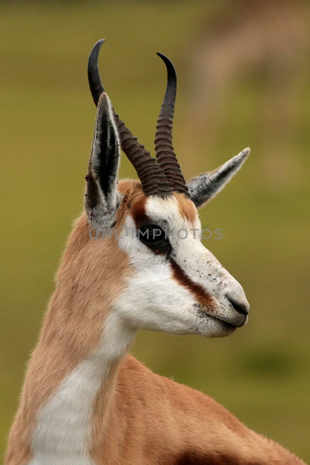 Portrait of an alert springbok antelope from South Africa