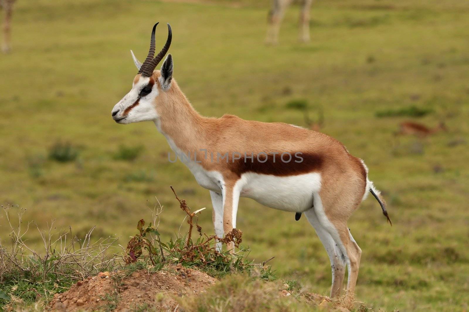 Springbuck Antelope Portrait by fouroaks