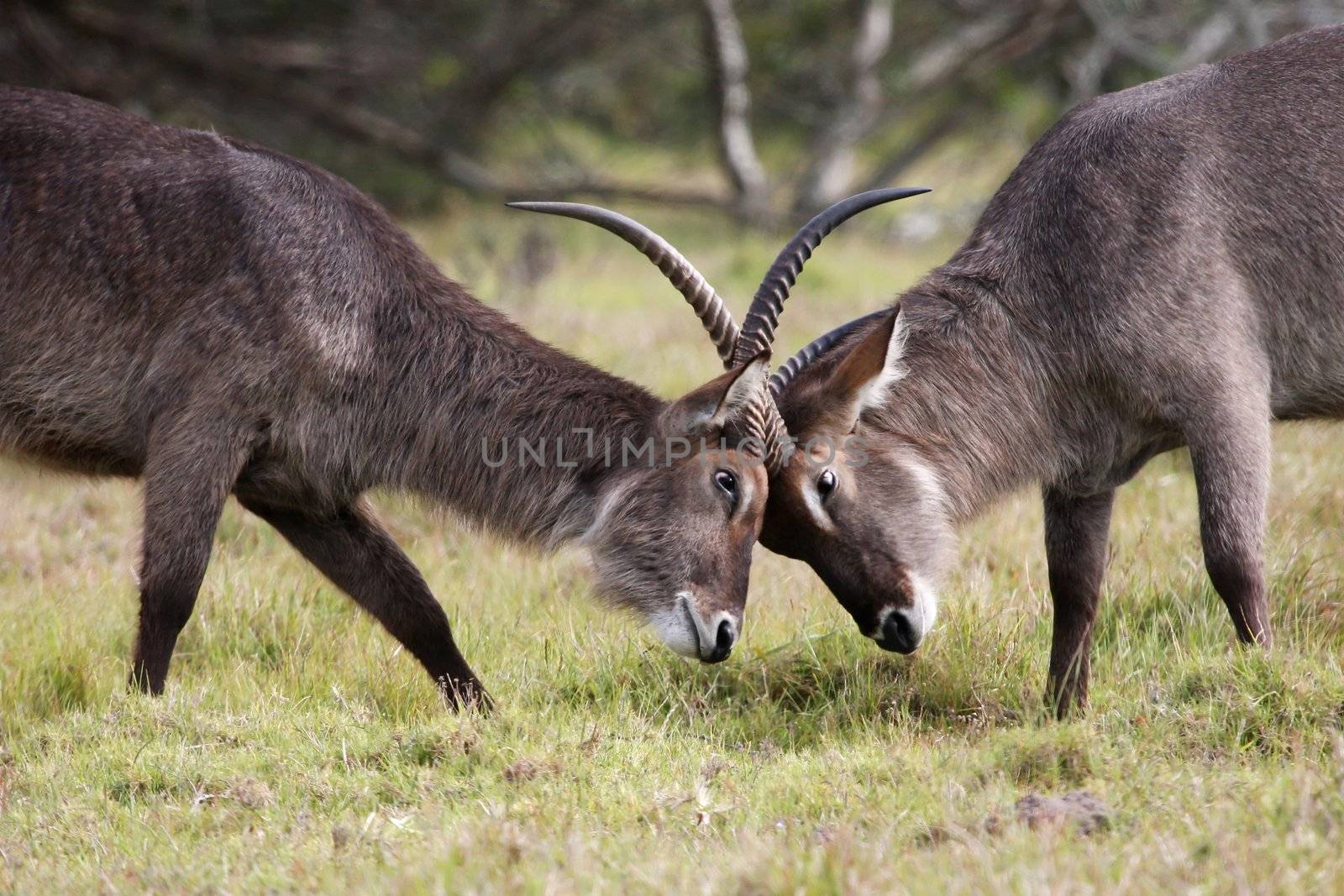 Waterbuck Antelope Fight by fouroaks