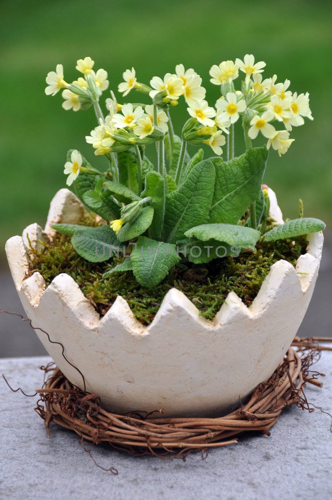 Cowslip plant in egg shaped flower bucket