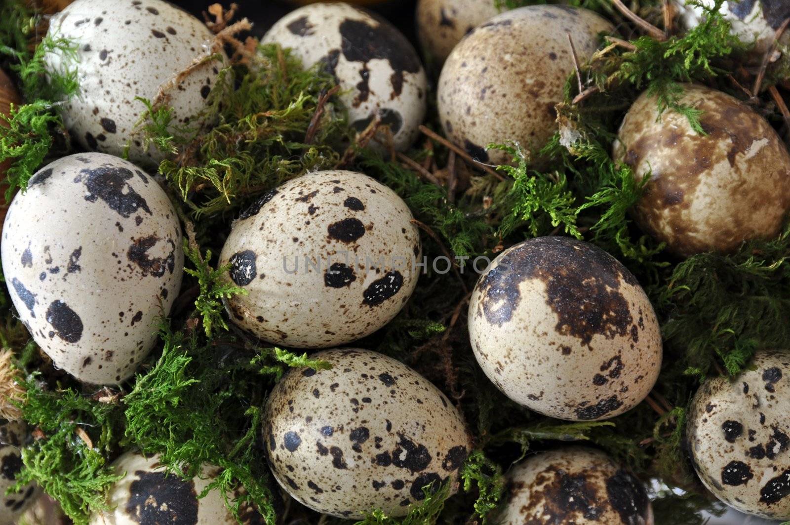 Collection of quail eggs in green moss