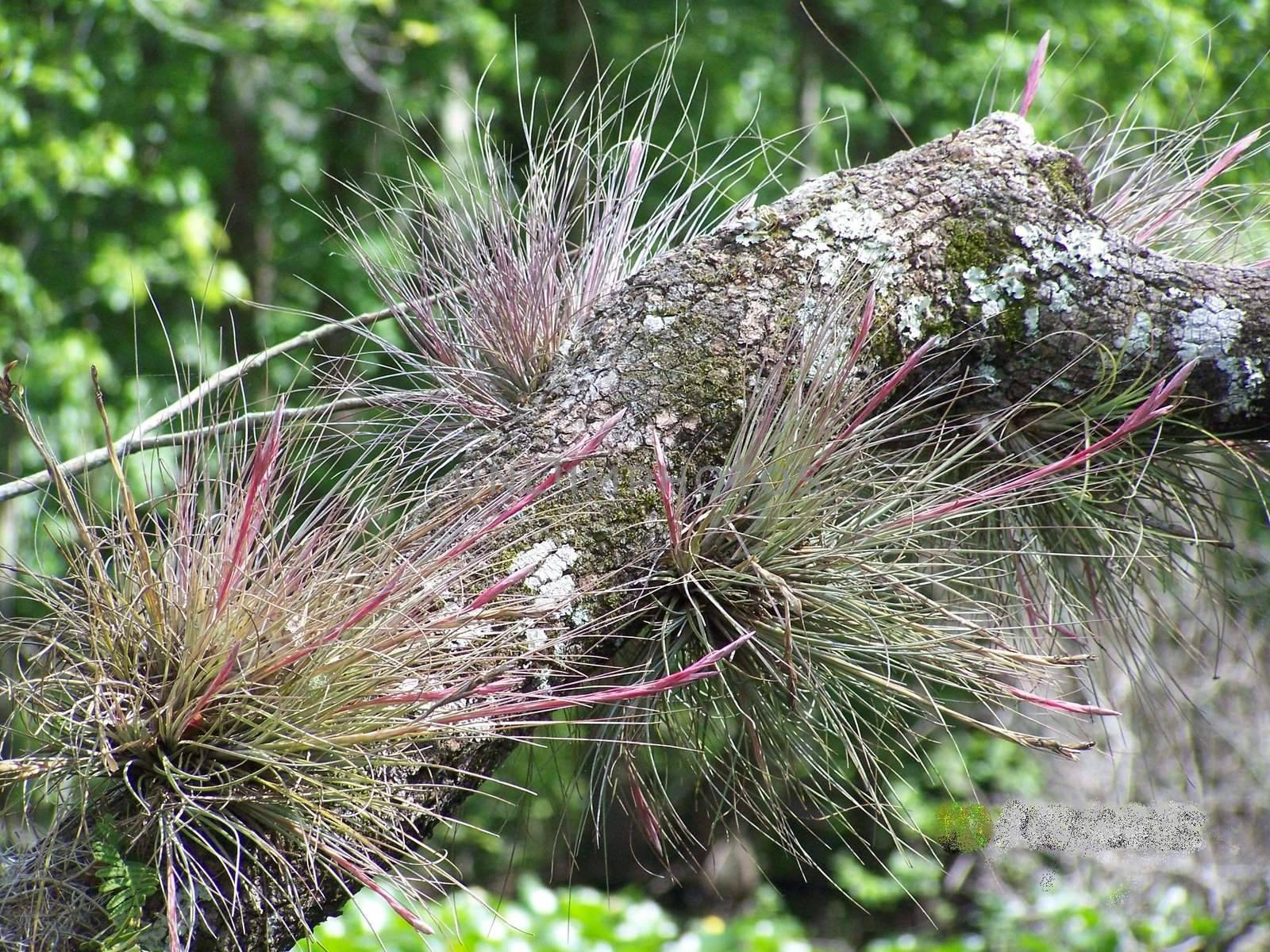 I took this picture boating down the Wekiva River and noticed the vibrant color on these air plants.