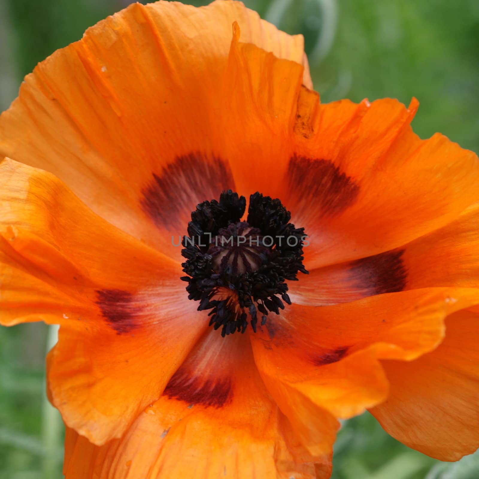 Orange Poppy by Marcotte24