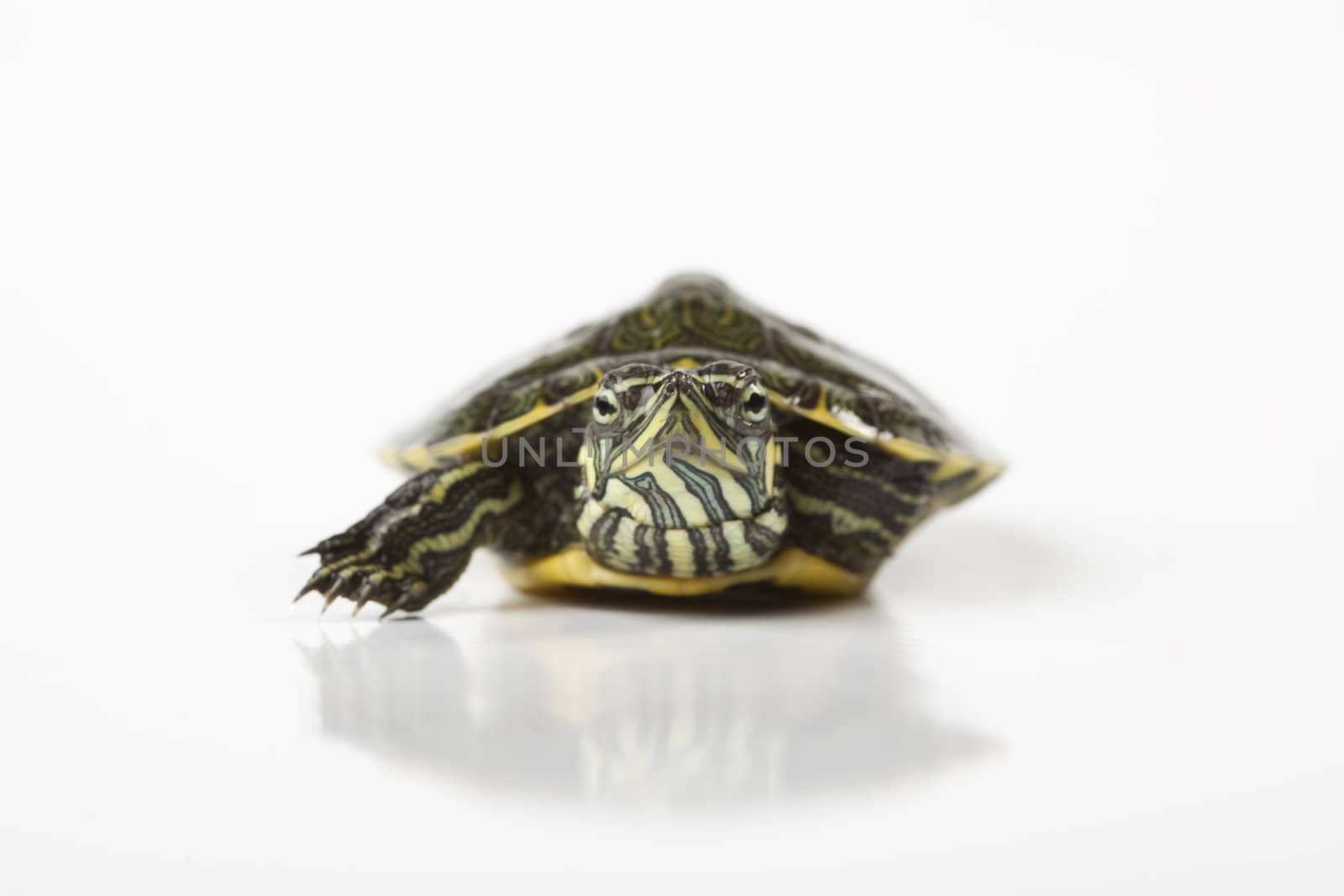 A photo of a turtle on a white background