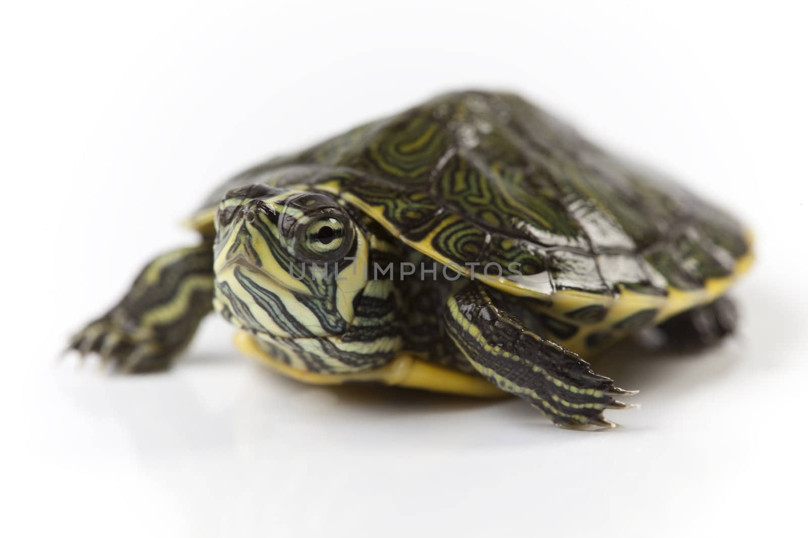 Reptile - turtle by shiffti