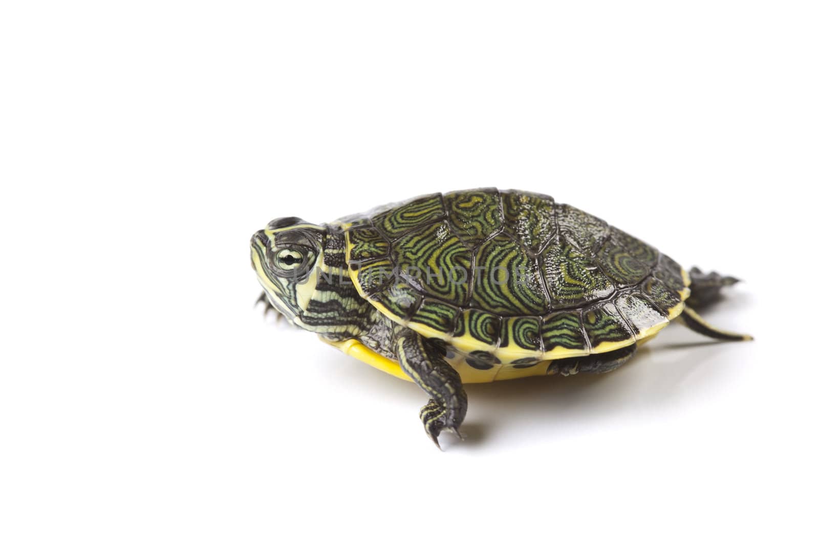 Turtle walking in front of a white background