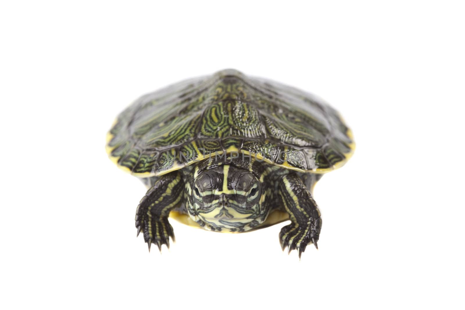 Turtle walking in front of a white background