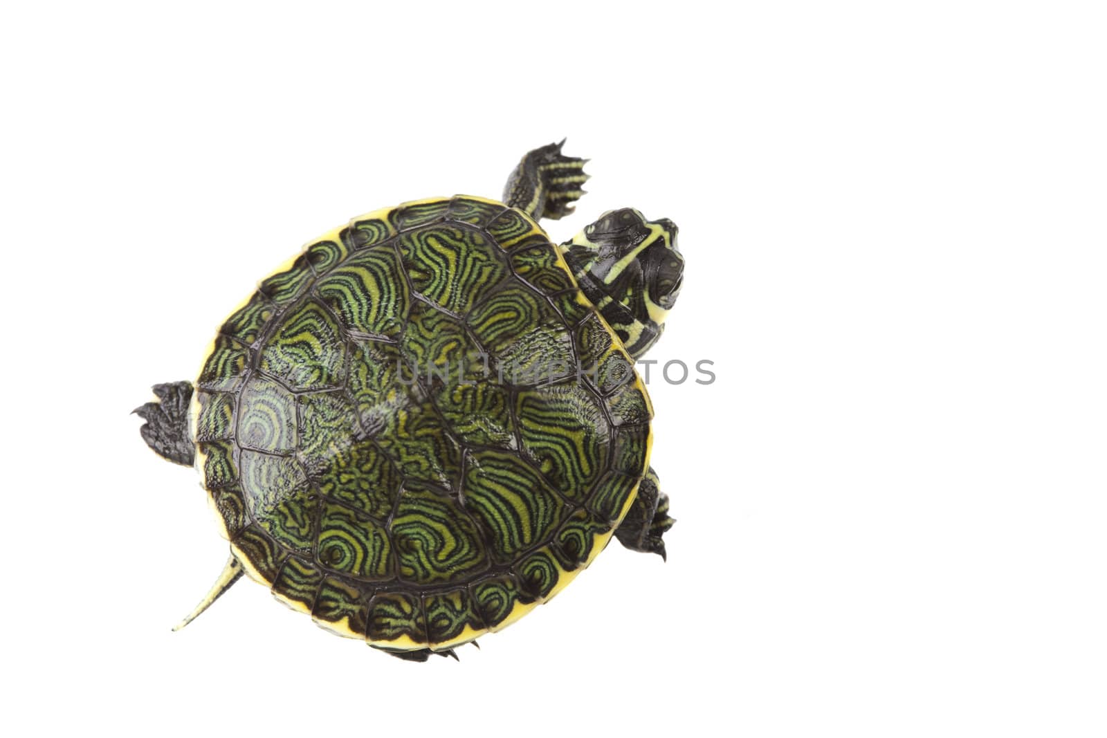 A photo of a turtle on a white background