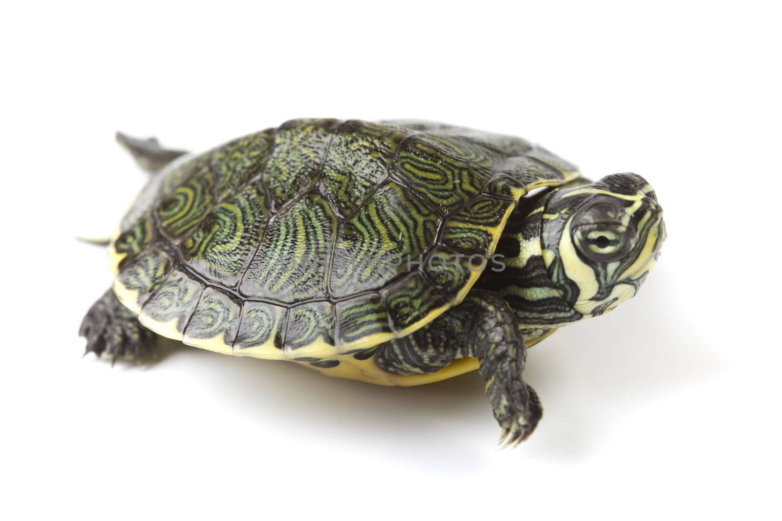 Turtle walking in front of a white background