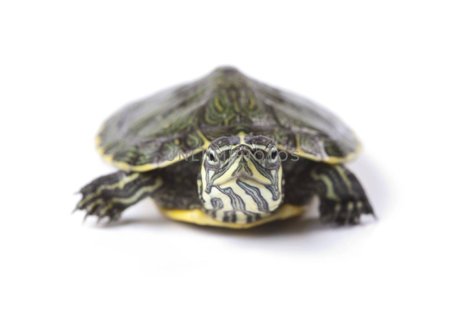 Turtle walking in front of a white background