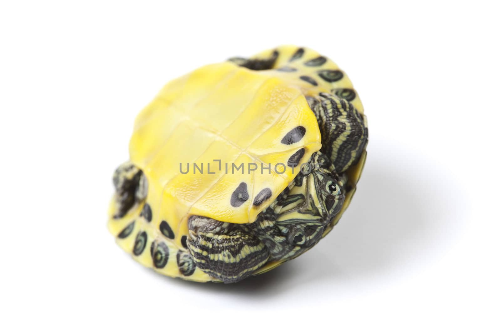 A photo of a turtle on a white background