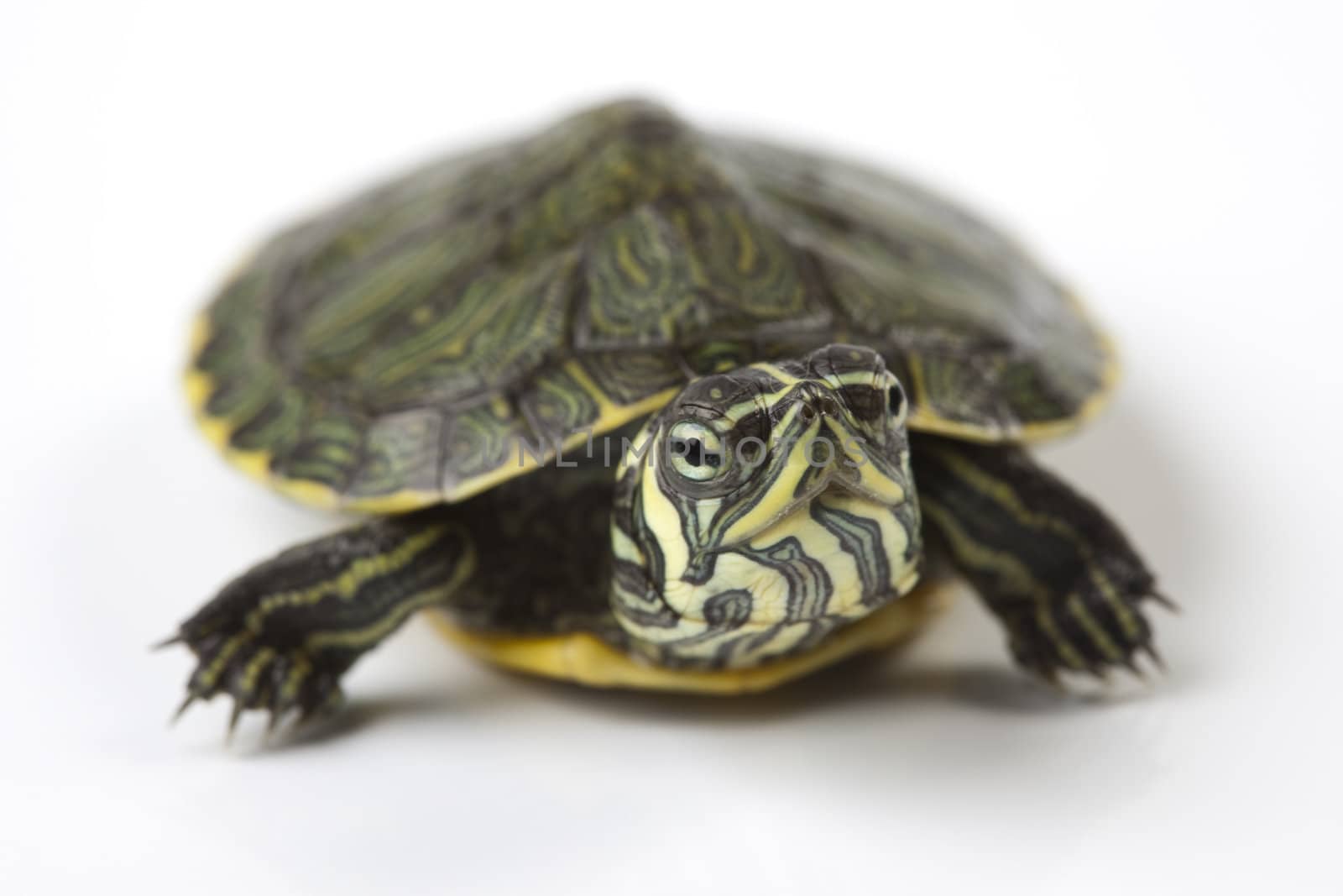 Turtle walking in front of a white background