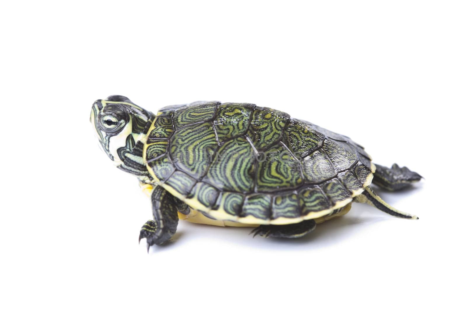 A photo of a turtle on a white background