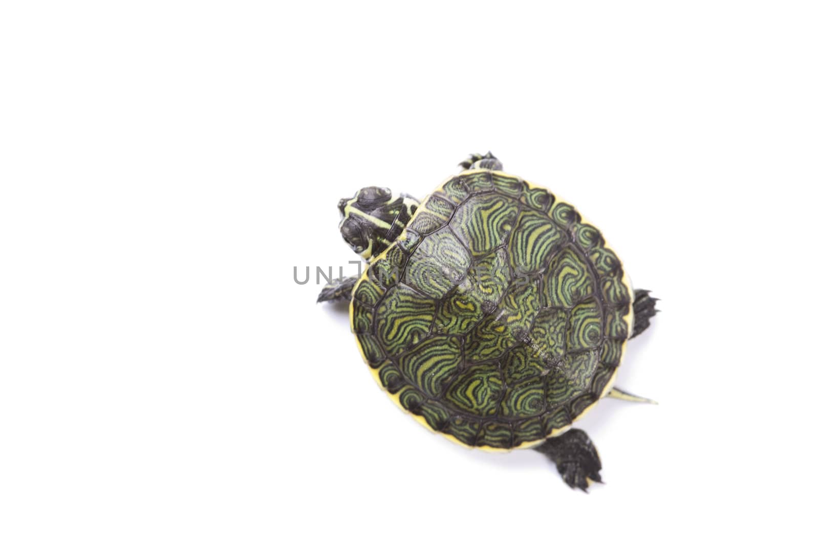 A photo of a turtle on a white background