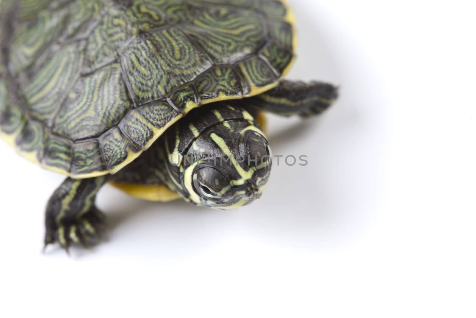 Turtle walking in front of a white background