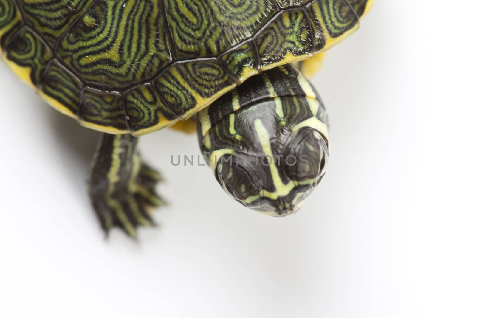 Turtle walking in front of a white background