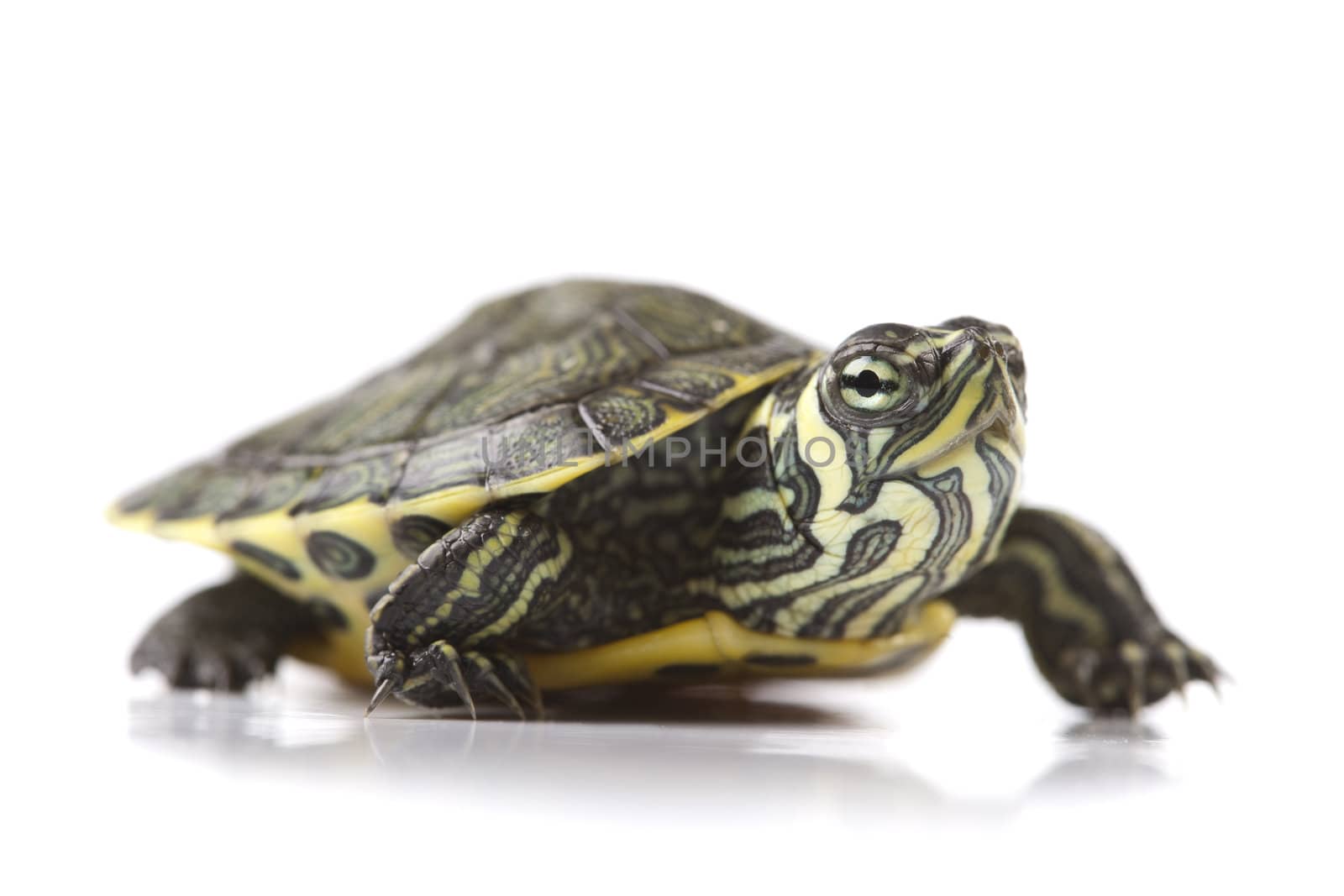 Turtle walking in front of a white background