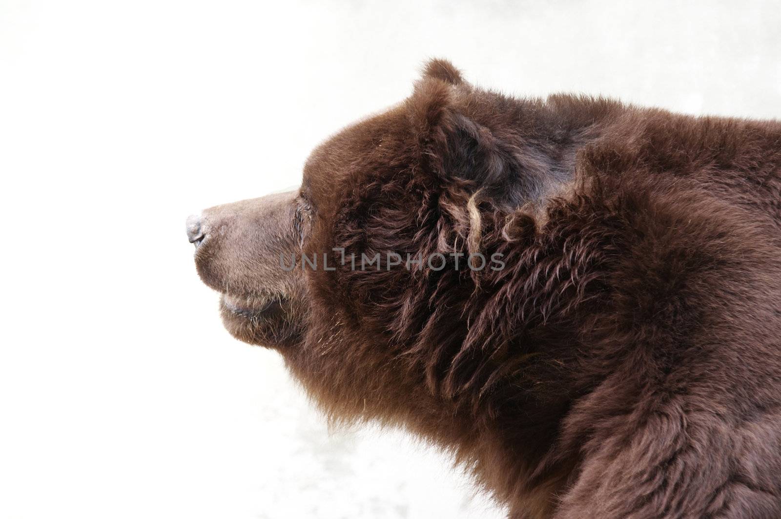 Shot of the brown bear