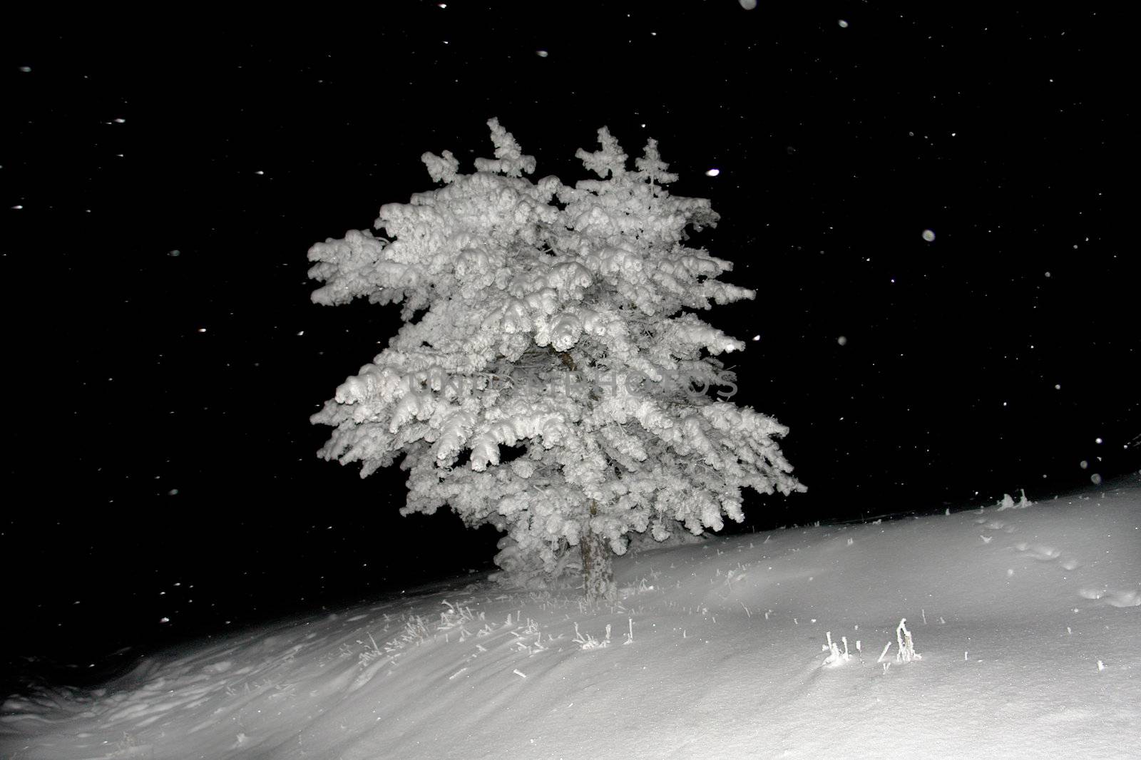                                Night snow in a wood