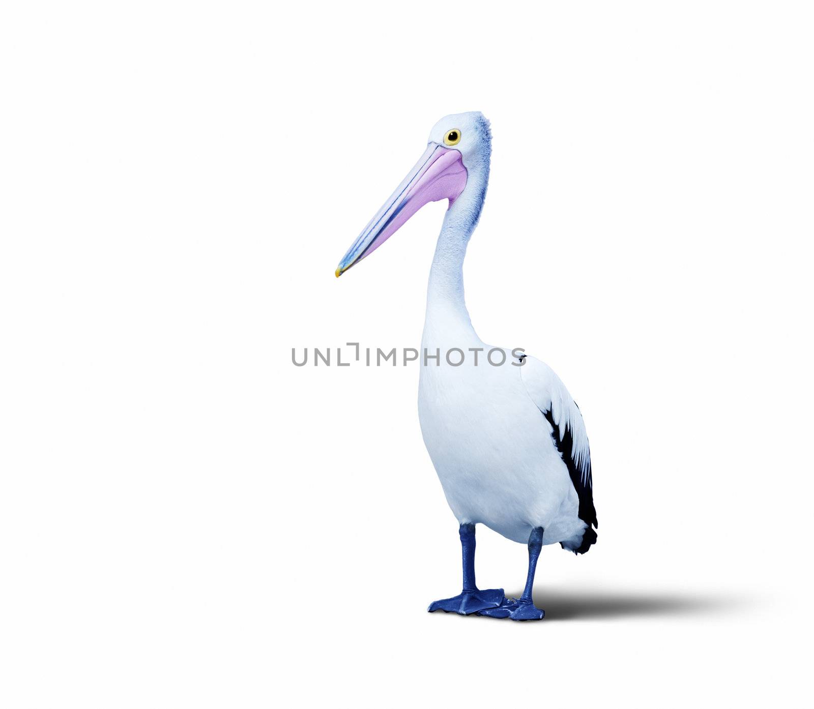 A photography of an isolated pelican bird