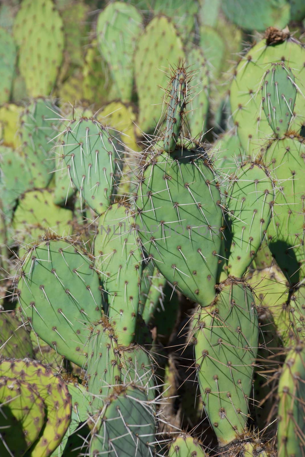 Bright Green Prickley Pear Cactus by pixelsnap