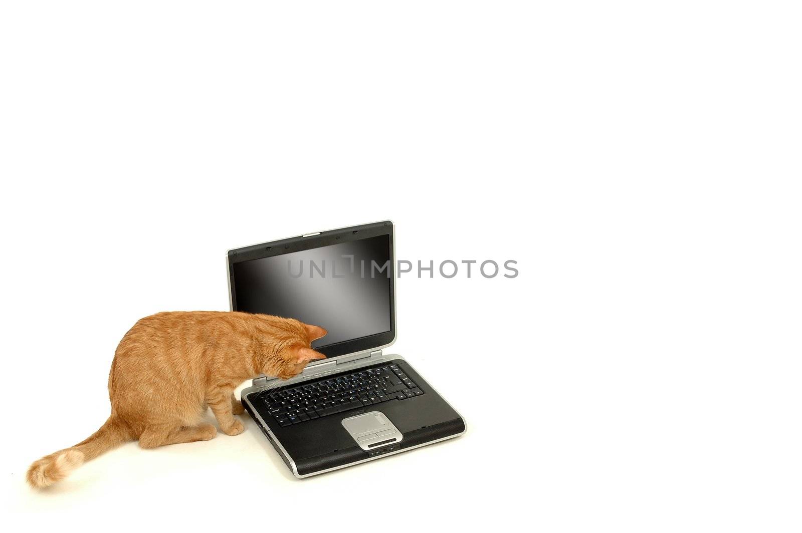 Sweet cat and a laptop. A cat is lokking at laptop.