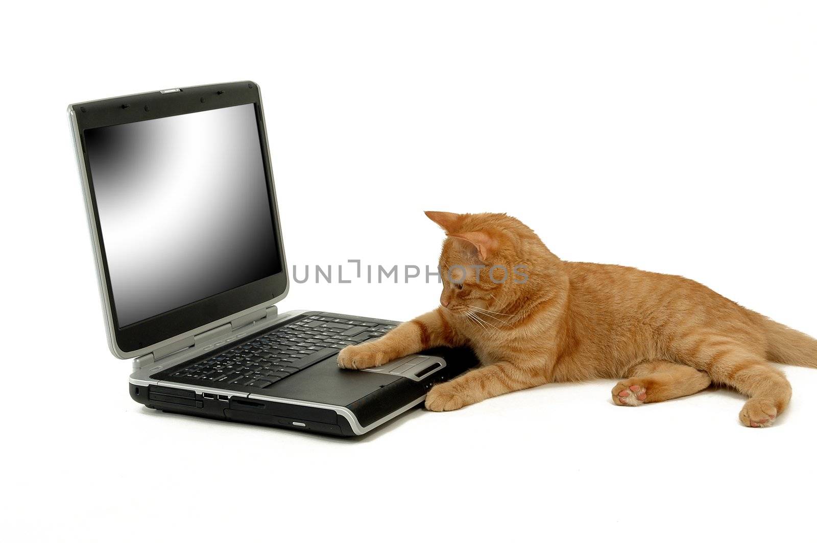 A cat and a laptop on white background. The cat is lying in fron of a laptop