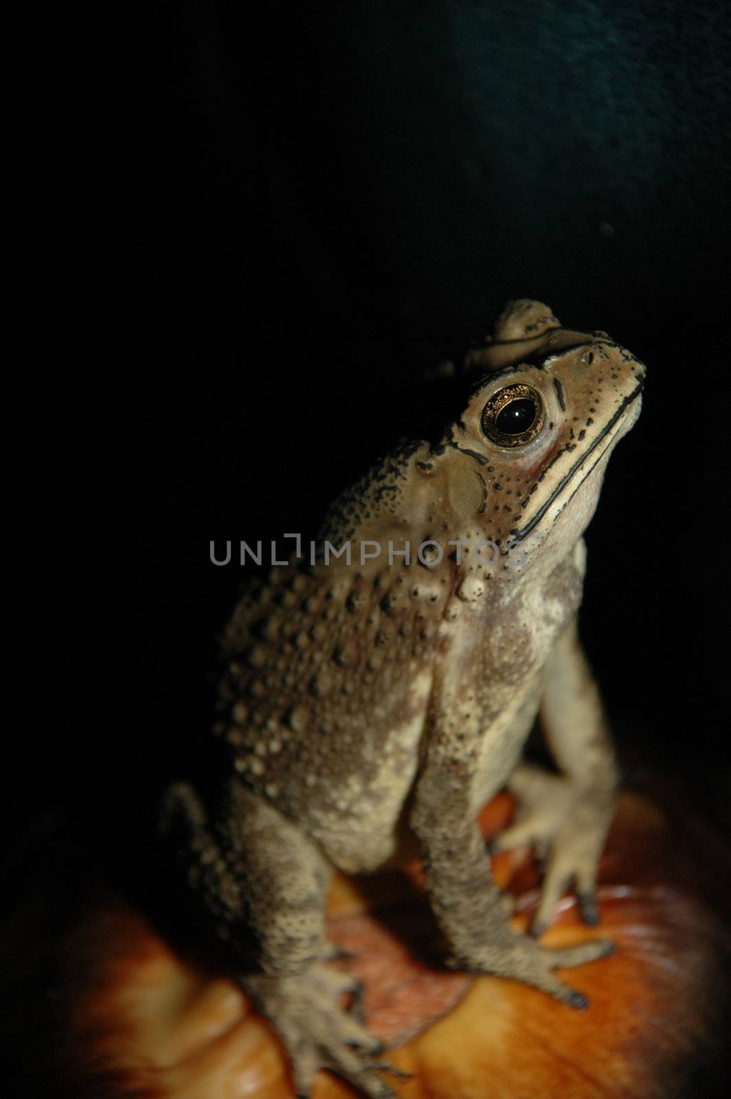 Frog by cfoto