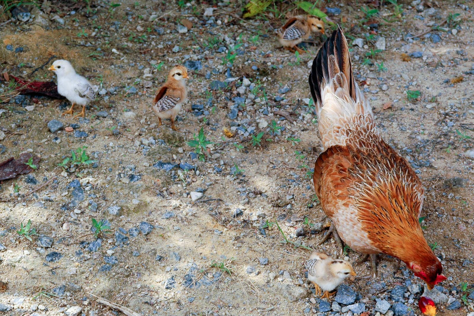 Chicken family by cfoto