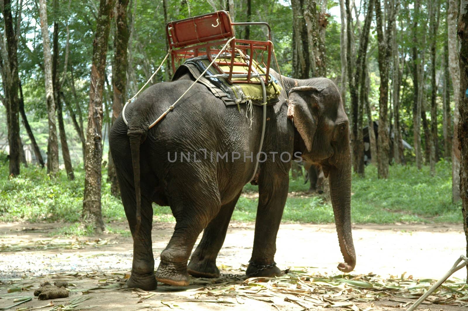 Elephant in Thailand, waiting for customers. The elephant is standing in the jungle.