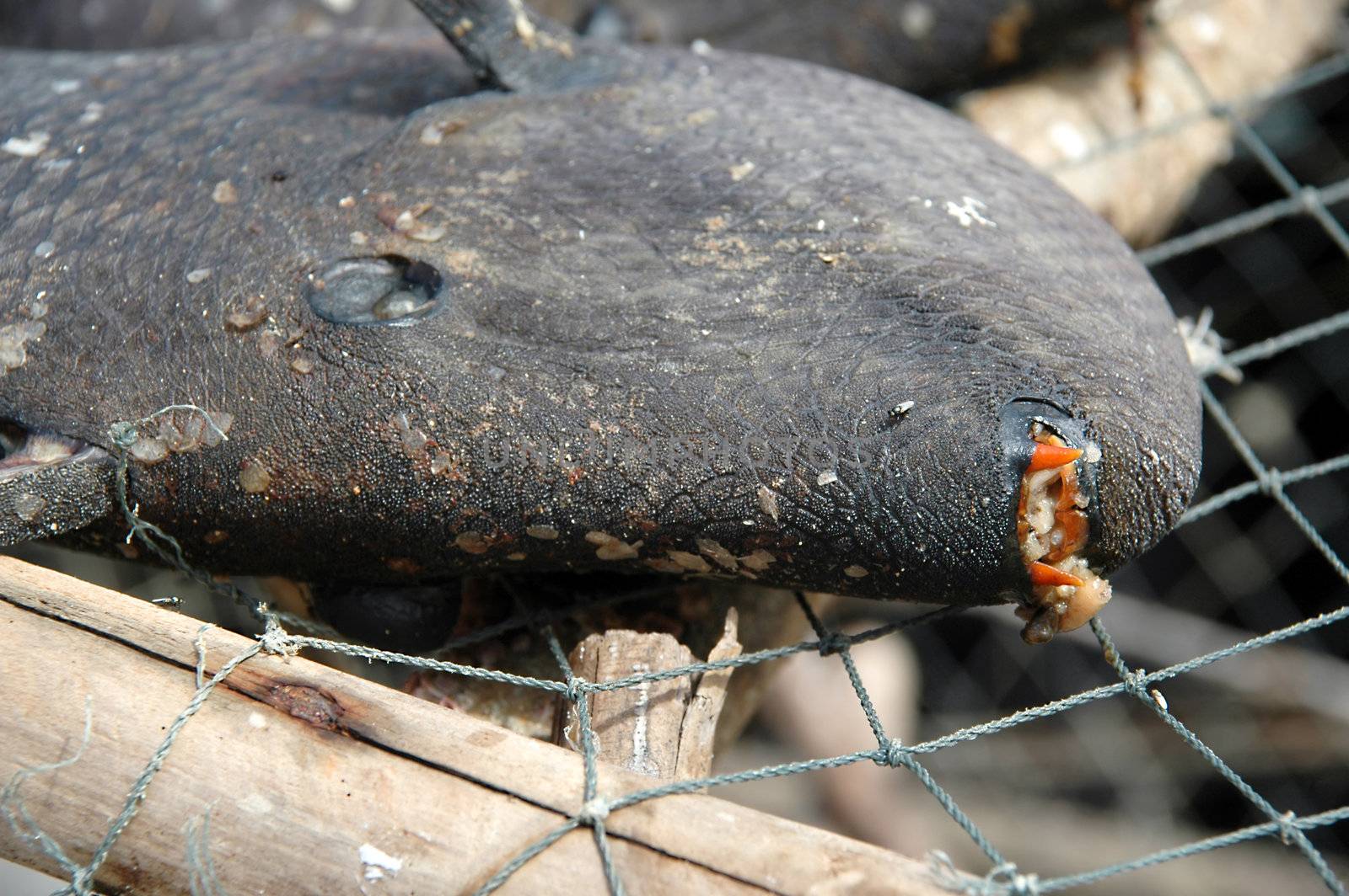 Rotten fish by cfoto