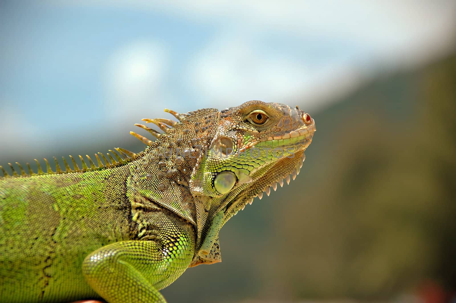 Green lizard is sitting and lokking