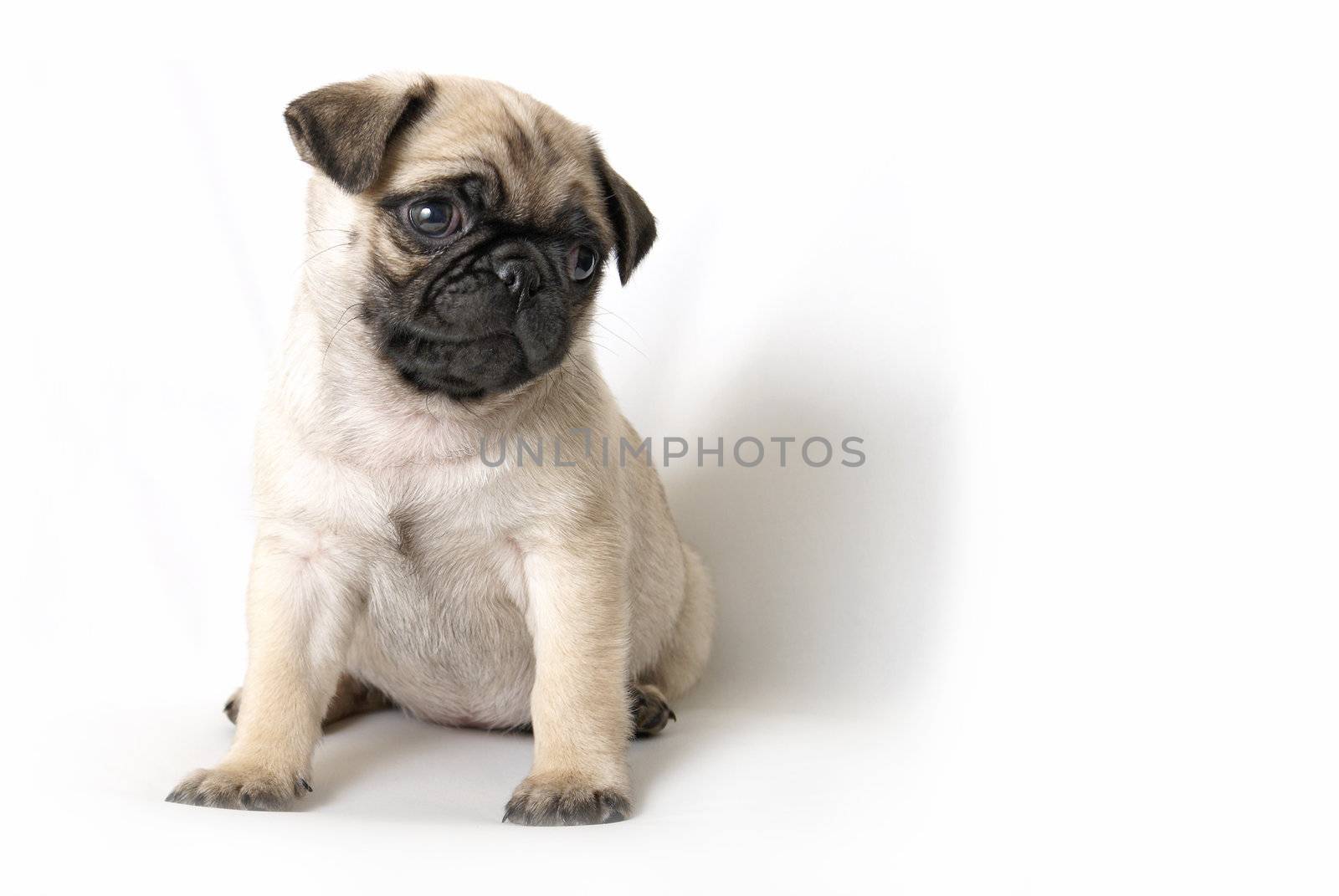 Adorable Pug Puppy by AlphaBaby