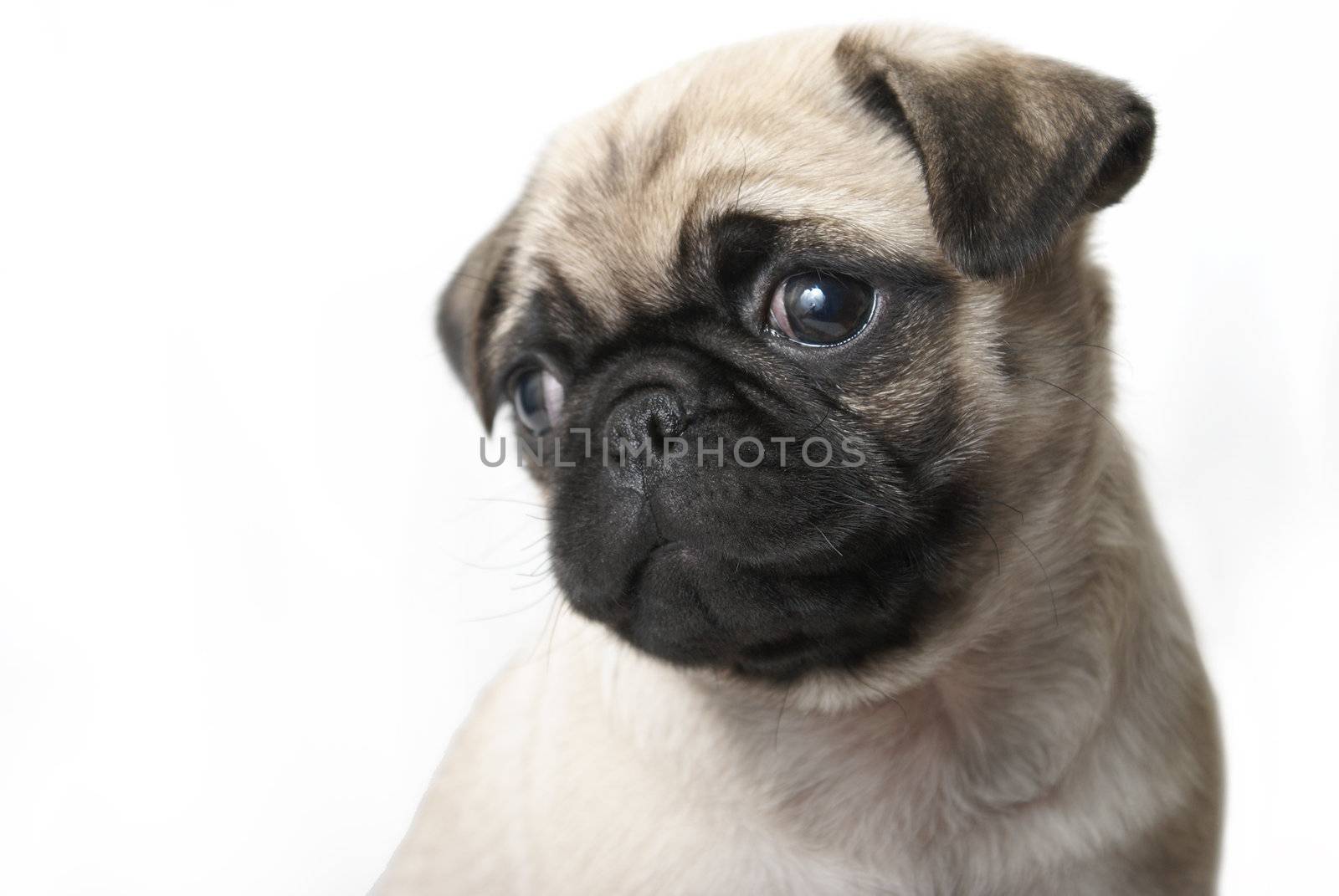 An adorable pug puppy sits and looks out of the frame where there is also copy-space.